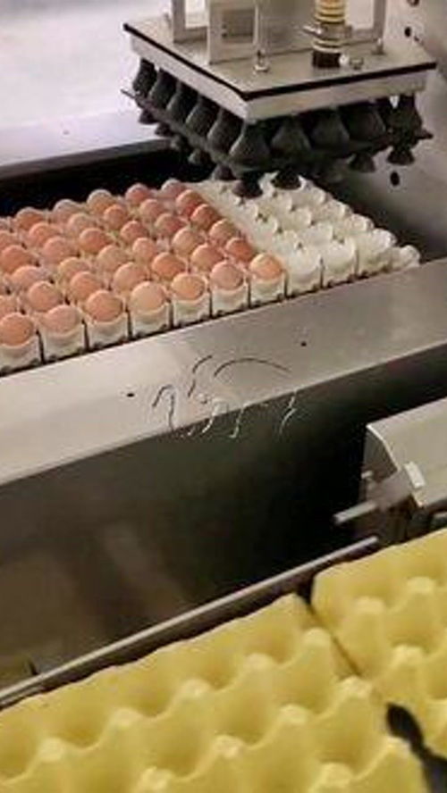 雞蛋自動(dòng)擺盤(pán)流水線(xiàn) 雞蛋 養(yǎng)雞廠(chǎng) 食品機(jī)械設(shè)備 自動(dòng)化生產(chǎn)線(xiàn)