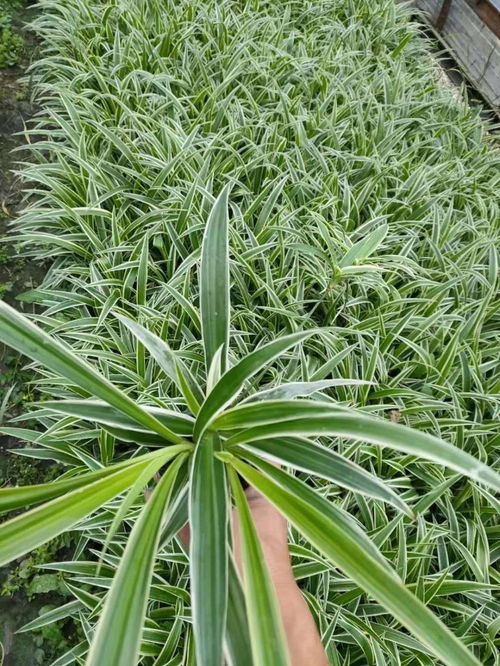 吊蘭苗圃自產(chǎn)自銷(xiāo) 吊蘭工程苗大量批發(fā)